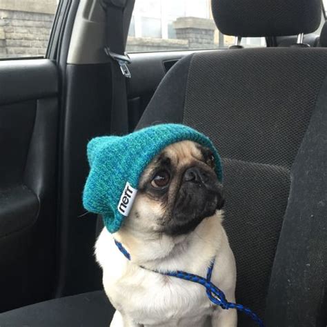 Break Out The Beanies Moose Moore Pug Extraordinaire Pugs Pinterest Hats Puppys And