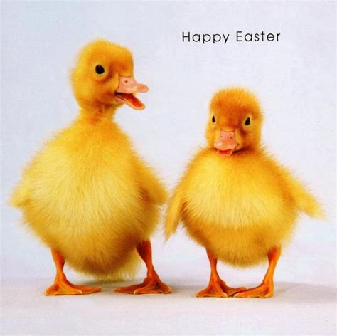 Happy Easter Cute Ducklings Photo Greeting Card Cards