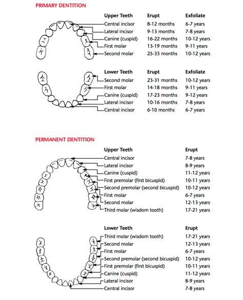 Appendices Bright Futures Oral Health Pocket Guide