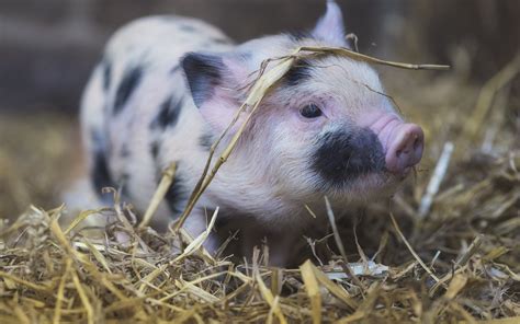 Download Wallpapers Farm Pig Little Pig Pigs Cute Animals Little