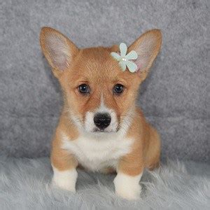 Our pembroke welsh corgi puppies for sale are spirited, athletic, and dependable. Corgi Puppies for sale in PA | Ridgewood Corgi Puppy Adoptions
