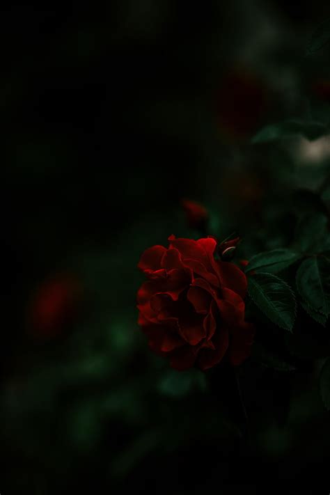 Free Download Hd Wallpaper Red Rose Bush Dark Flower Beauty In Nature Flowering Plant