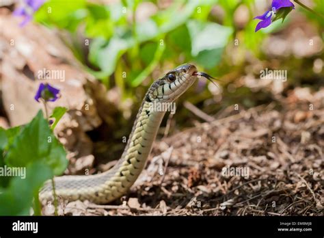 Common Garter Snake Thamnophis Sirtalis Virginia Usa Stock Photo