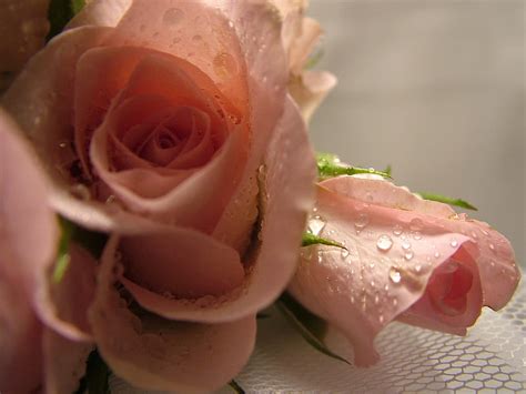 Free Download Delicate Loveliness Lovely Flowers Soft Roses Waterdrops Pink Hd