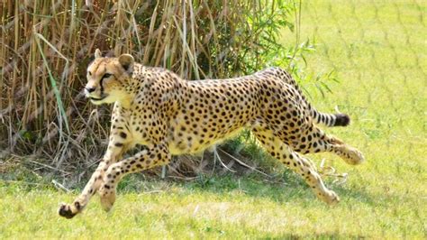 Sarah The Cheetah The Worlds Fastest Land Animal Has Died