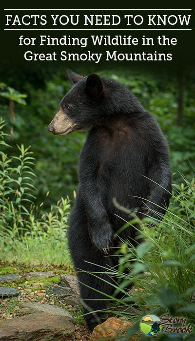 Bear Photos Bear Pictures American Black Bear Alaska Brother Bear