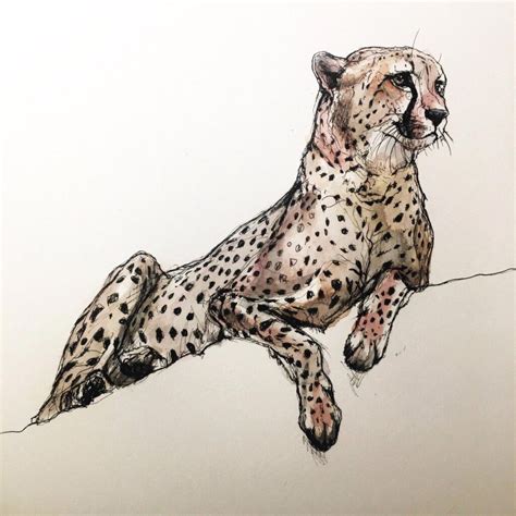 Cheetah Drawing Reference and Sketches for Artists