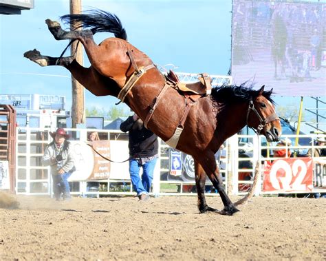 Miles City Bucking Horse Sale Experience The Thrill Of Montanas