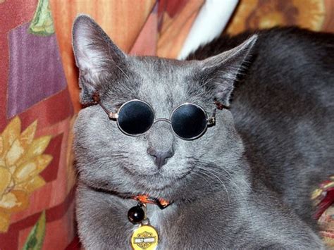 Cool Animals Pictures Amazing Funny Cats Wearing Glasses Pictures
