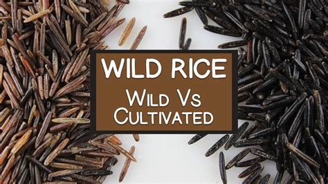 Nutritional Benefits Of Wild Rice A Wild And Cultivated Grain