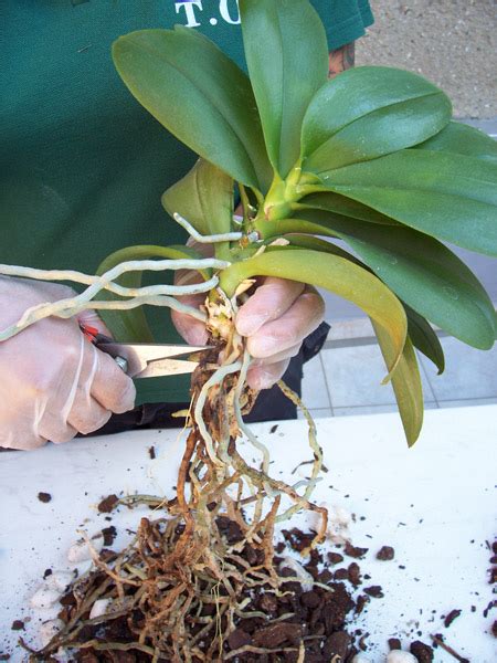 How To Repot An Orchid Laidback Gardener