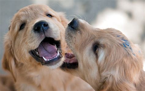 Golden Retrievers Little Cute Puppies Pets Funny Dogs Cute Animals