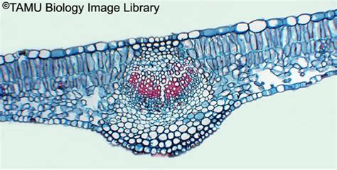 Dicotyledonous Leaf Cross Section Designsbylima