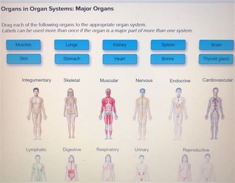 Solved Organs In Organ Systems Major Organs Drag Each Of