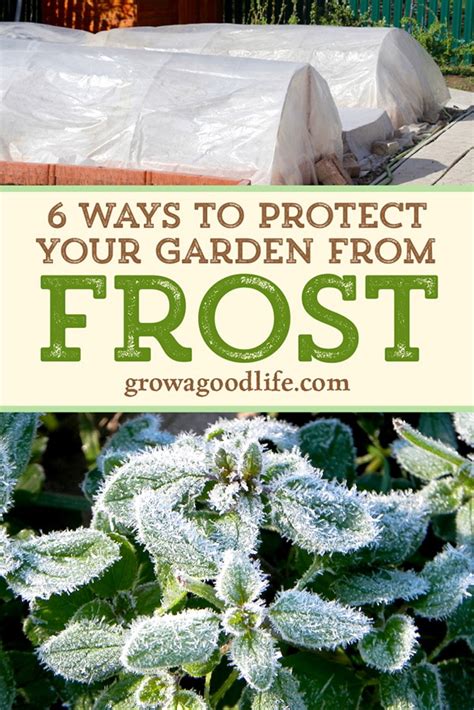 6 Ways To Protect Plants From Frost