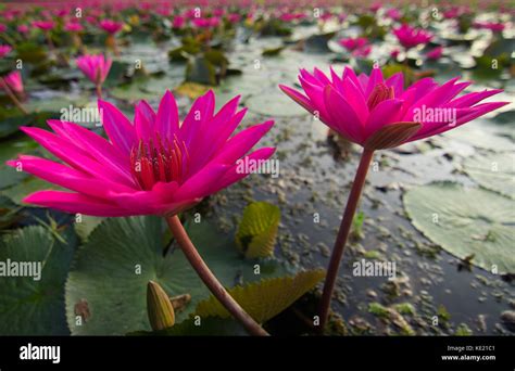 In The Village Of Water Lily In Barisal Bangladesh Stock Photo Alamy