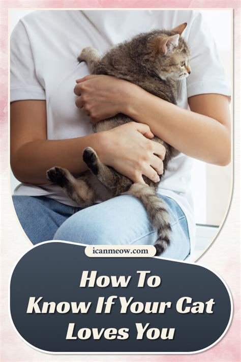 How To Know If Your Cat Loves You 7 Signs I Can Meow