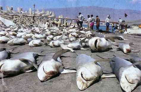 Sign The Petition To End Shark Fin Soup The Scuba News