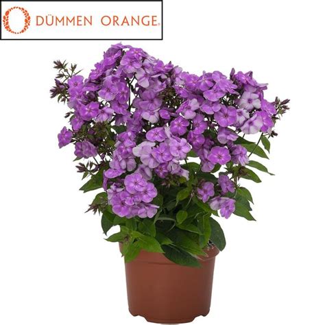 Garden Phlox Ppaf Phlox Paniculata Flame Pro Purple Improved From