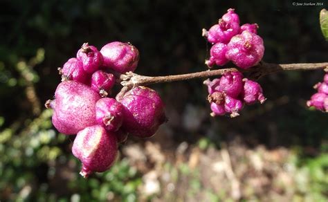 Pink Snowberries Jane Statham Flickr