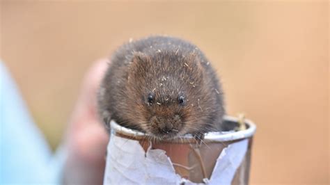 Tips To Spot And Identify Water Voles National Trust