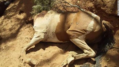 Aspal Meleleh Dan Ratusan Hewan Mati Mendadak Di Australia Ternyata