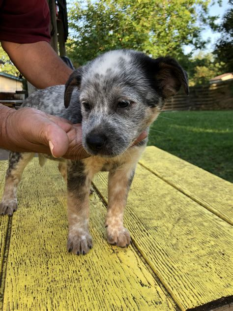 Buy and sell on gumtree australia today! Austrailian Blue Heeler Puppies For Sale | Texas 151, TX ...