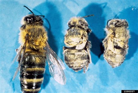 Honey Bee Varroa Mite Varroa Destructor