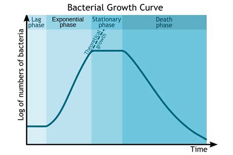 Bacterial Growth Logistic Curve