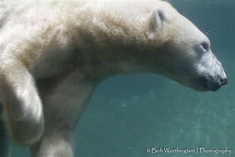 Polar Bear First Time Seeing The Bears Underwater Quite F Flickr