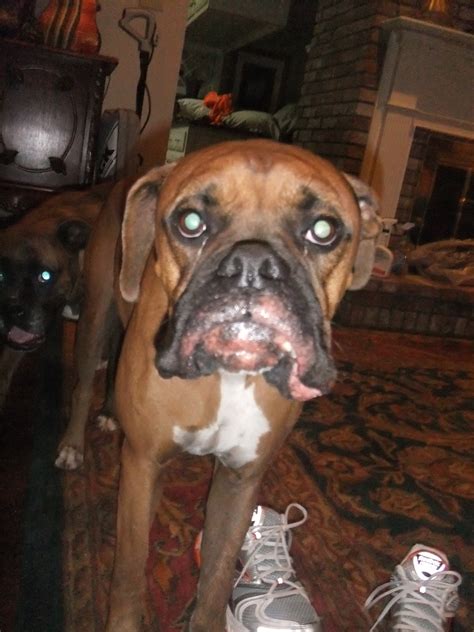 It is part of the allergic reaction. My 2 year old male boxer has a red swollen rash around his ...