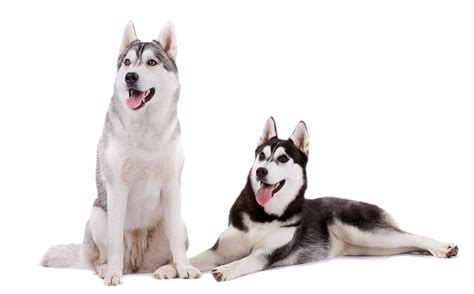 White Husky Png Hd Image Png All Png All