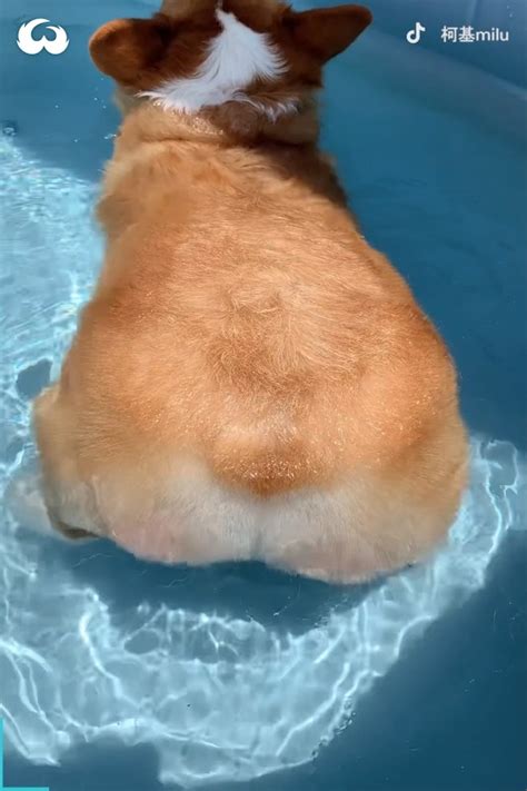 Corgi Butt Floating In Pool Is The Funniestthing Youll Ever See Fun