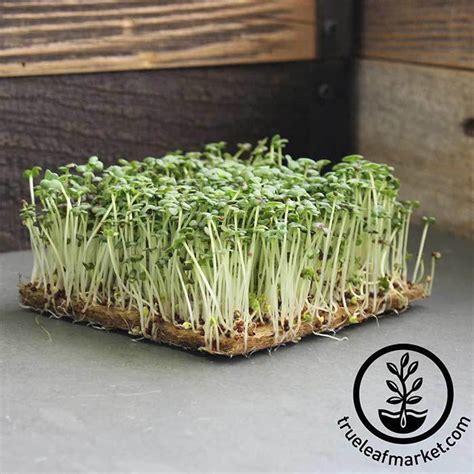 Non Gmo Red Giant Mustard Microgreens Seeds Bulk Wholesale Available