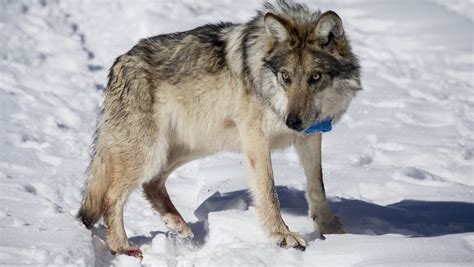 Necropsy In Mexican Gray Wolf Death Reveals Brutal Attack