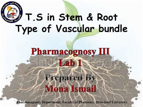Ts In Stem And Root Type Of Vascular Bundles Ppt