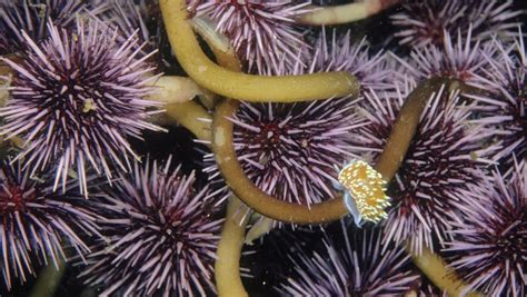 Purple Sea Urchin 10 Free Hq Online Puzzle Games On