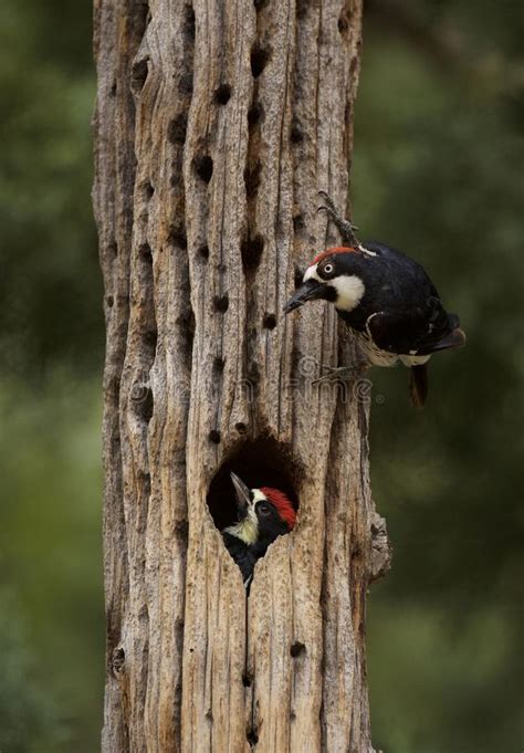 Acorn Woodpecker Nesting In Arizona Stock Image Image Of Tree Green