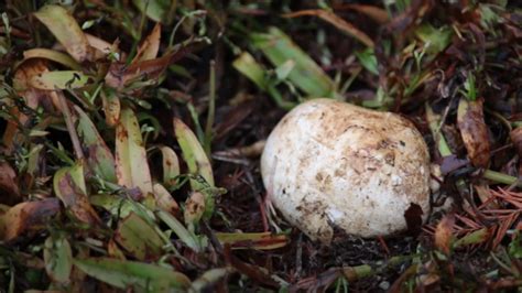 White Fungus Balls In Soil What Is It