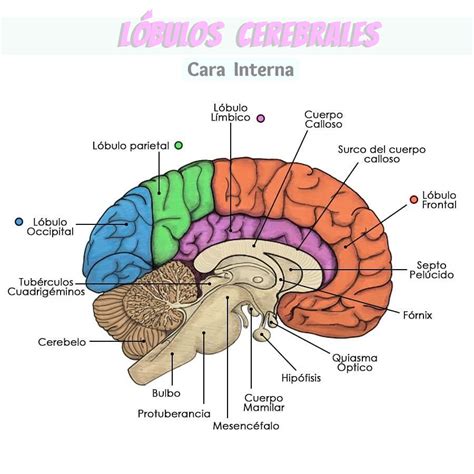 Lóbulos cerebrales vistos desde la cara interna del hemisferio cerebral Anatomia del cerebro