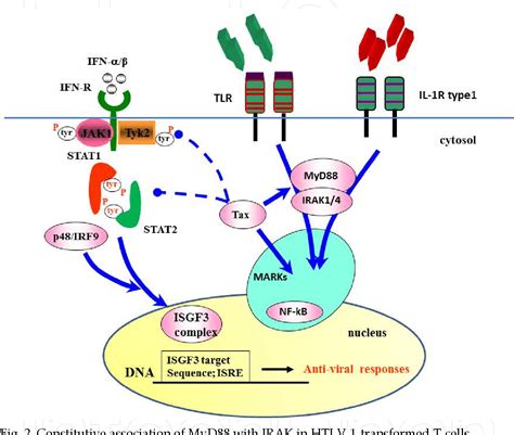 Pdf Constitutive Activation Of The Jakstat And Toll Like Receptor