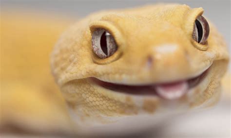 How to tell if your crested gecko is suffering from dehydration. Should I get a male or female leopard gecko as pets ...