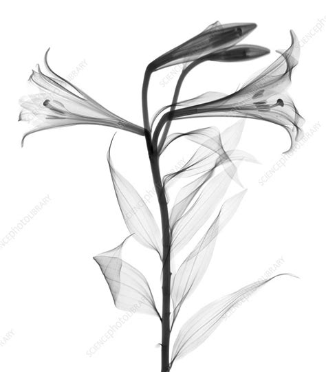 Lily Lilium Longiflorum X Ray Stock Image F Science
