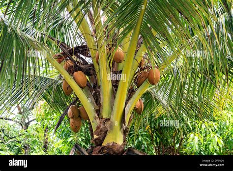 Ripe Coconuts Growing On A Coconut Tree Kosrae Micronesia Stock Photo