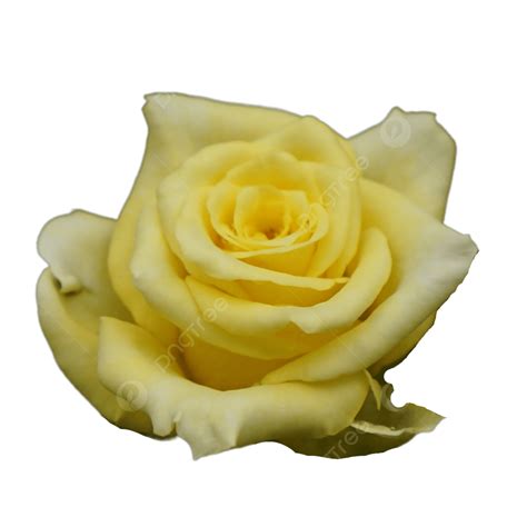 Yellow Rose Png Transparent Yellow Rose Flower Rose Yellow Rose