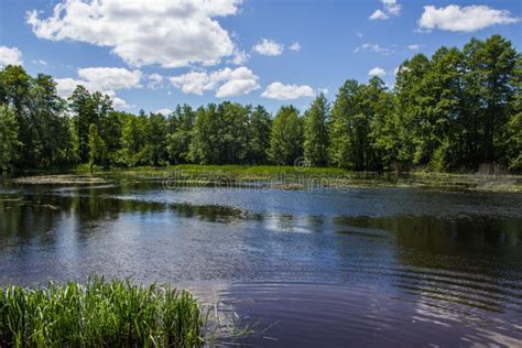 Russian Nature Stock Photo Image Of Scene Grass Russian 83893834