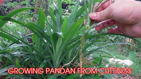 While still on the plant, pandan leaves are scentless, but when extracted and slightly crushed they release an aroma similar to that of dried grass. How to Grow Pandan Plant from Cutting at Home | FunnyDog.TV