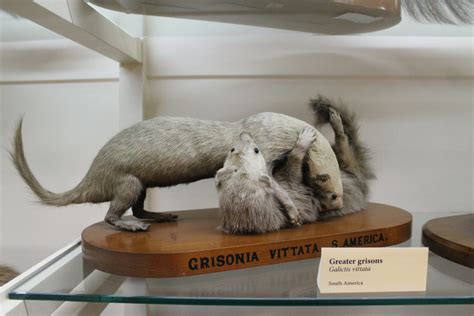 Greater Grisons Galictis Vittata Otago Museum Zoochat