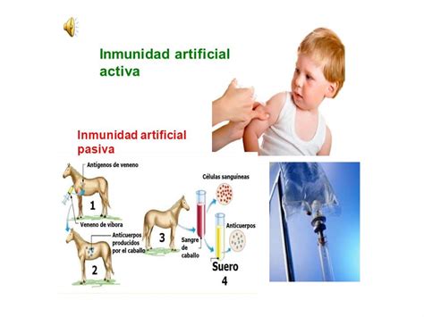 Sistema Inmune Concepto Y Tipos De Inmunidad Biolog A