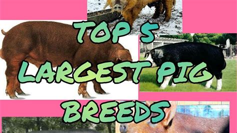 Mga Gabay Sa Ibat Ibang Uri Ng Baboy Top 5 Largest Pig Breeds